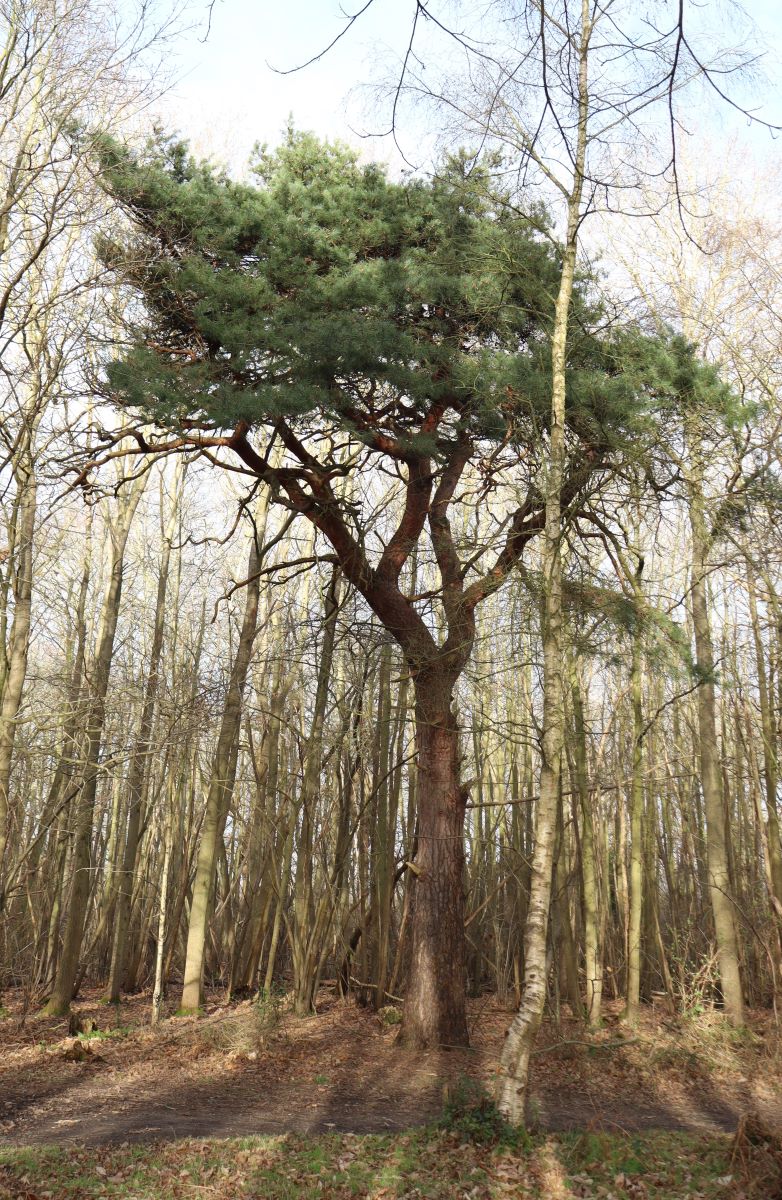 One Green Tree - Katharine Showell